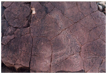 aboriginal etching, Mutawidgee NP